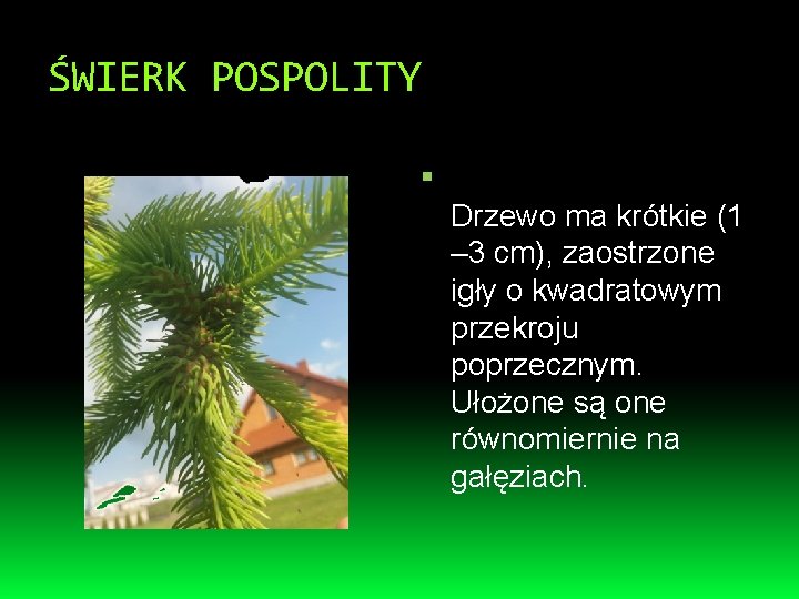 ŚWIERK POSPOLITY Drzewo ma krótkie (1 – 3 cm), zaostrzone igły o kwadratowym przekroju