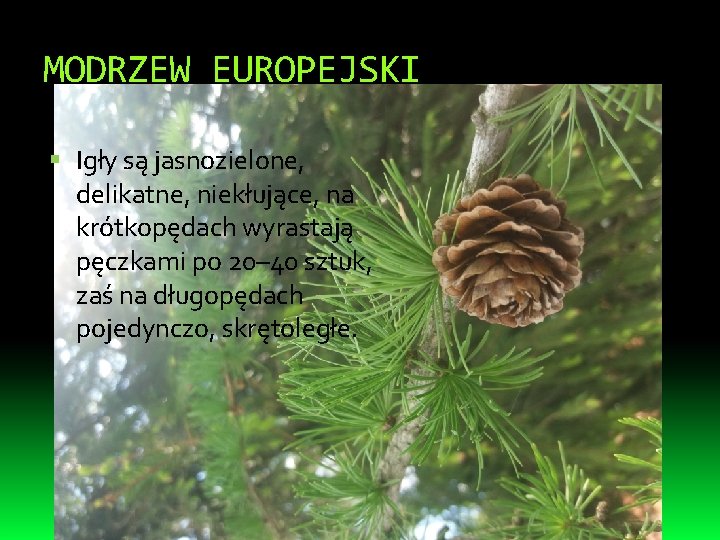 MODRZEW EUROPEJSKI Igły są jasnozielone, delikatne, niekłujące, na krótkopędach wyrastają pęczkami po 20– 40