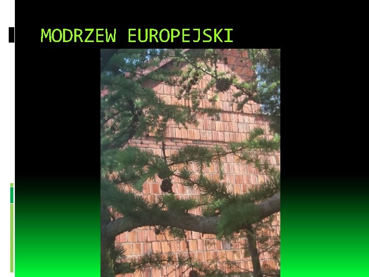 MODRZEW EUROPEJSKI 