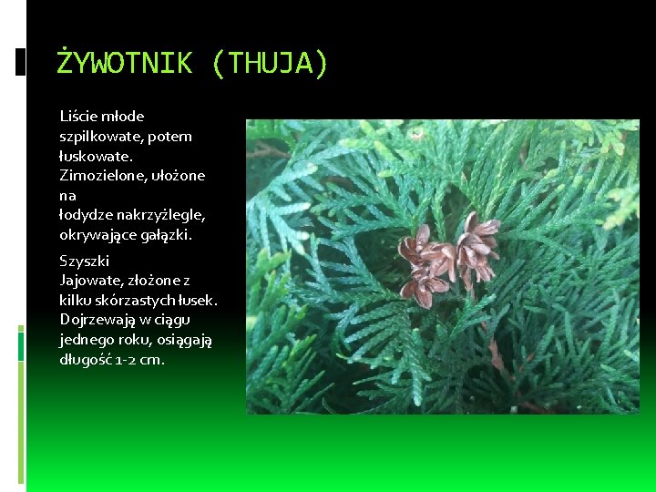 ŻYWOTNIK (THUJA) Liście młode szpilkowate, potem łuskowate. Zimozielone, ułożone na łodydze nakrzyżlegle, okrywające gałązki.