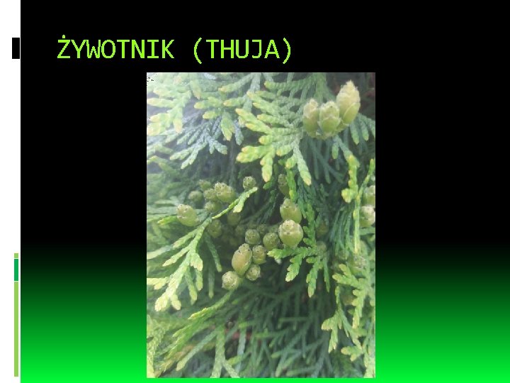 ŻYWOTNIK (THUJA) 