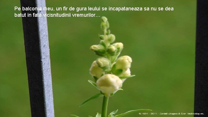 Pe balconul meu, un fir de gura leului se incapataneaza sa nu se dea