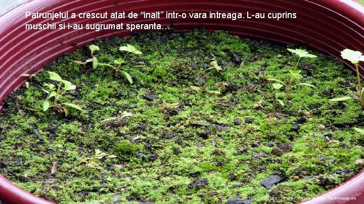 Patrunjelul a crescut atat de “inalt” intr-o vara intreaga. L-au cuprins muschii si i-au