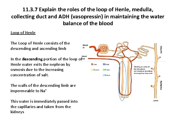 11. 3. 7 Explain the roles of the loop of Henle, medulla, collecting duct