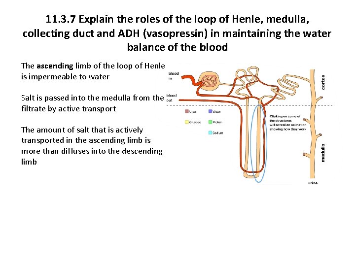 11. 3. 7 Explain the roles of the loop of Henle, medulla, collecting duct