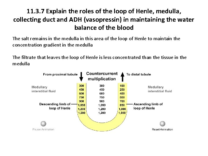 11. 3. 7 Explain the roles of the loop of Henle, medulla, collecting duct