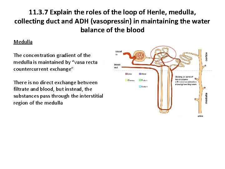 11. 3. 7 Explain the roles of the loop of Henle, medulla, collecting duct