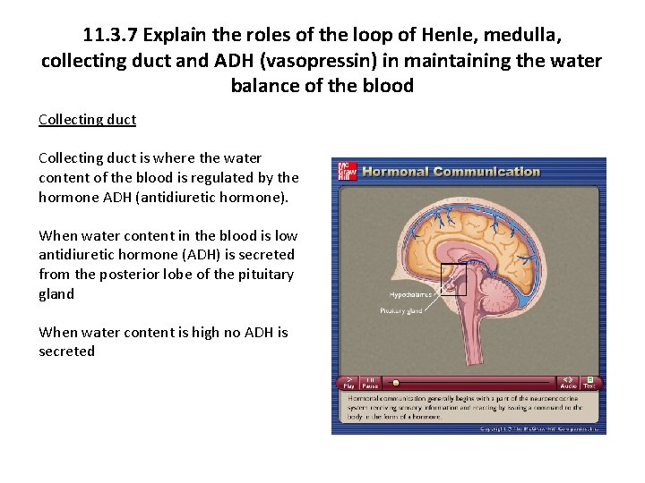 11. 3. 7 Explain the roles of the loop of Henle, medulla, collecting duct