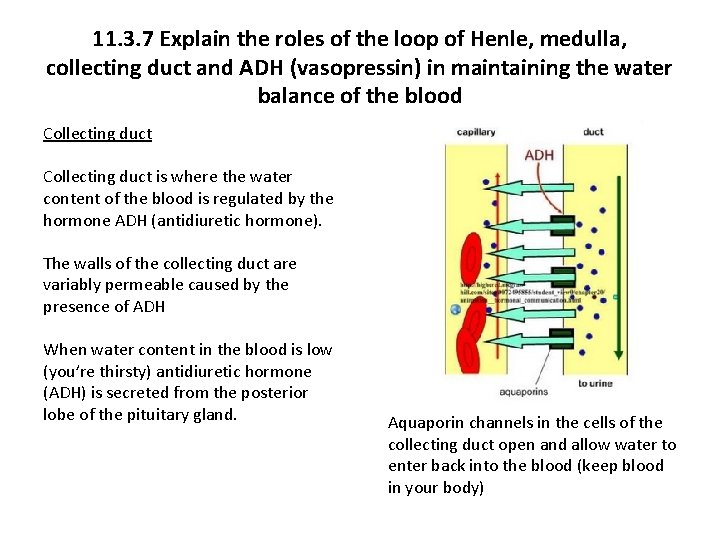 11. 3. 7 Explain the roles of the loop of Henle, medulla, collecting duct
