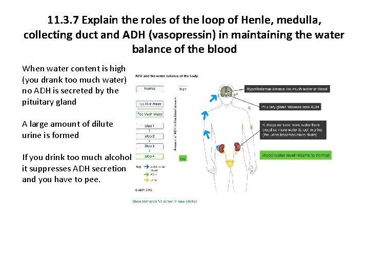 11. 3. 7 Explain the roles of the loop of Henle, medulla, collecting duct