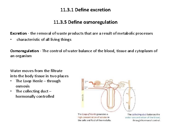 11. 3. 1 Define excretion 11. 3. 5 Define osmoregulation Excretion - the removal