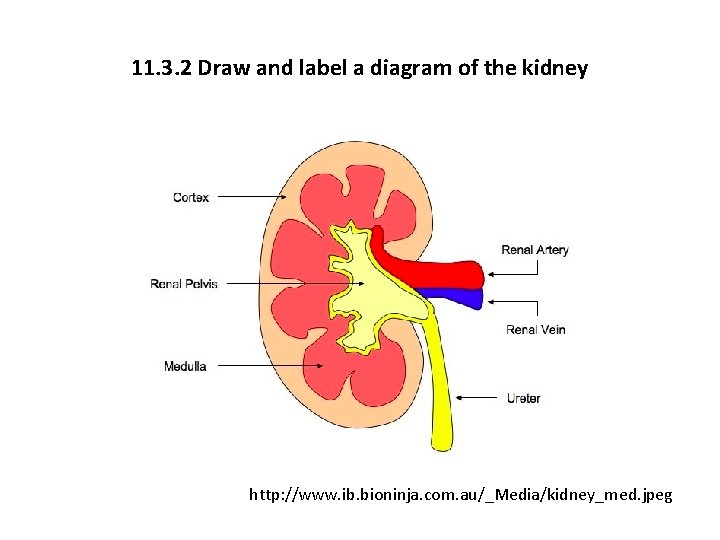 11. 3. 2 Draw and label a diagram of the kidney http: //www. ib.