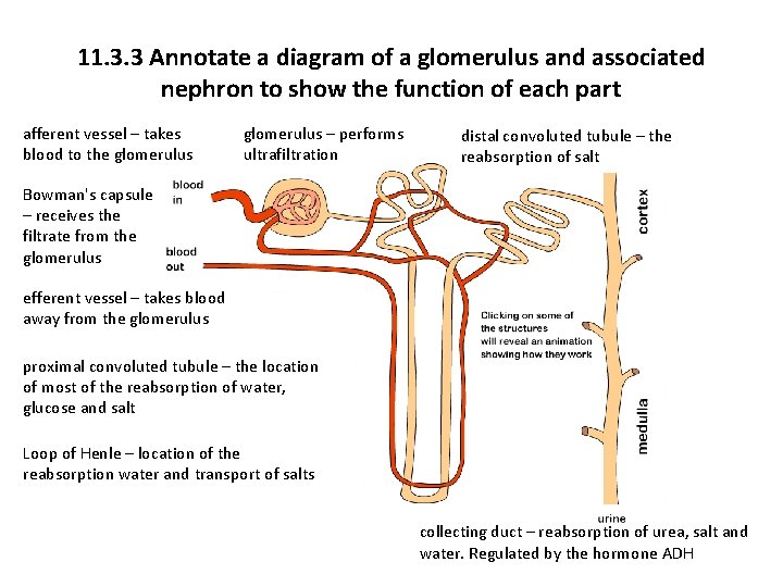 11. 3. 3 Annotate a diagram of a glomerulus and associated nephron to show