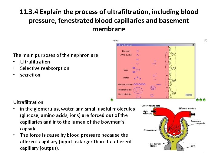 11. 3. 4 Explain the process of ultrafiltration, including blood pressure, fenestrated blood capillaries