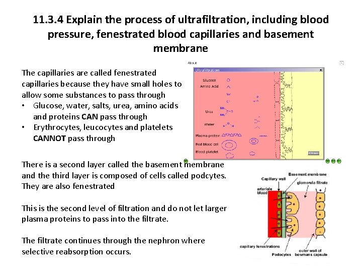 11. 3. 4 Explain the process of ultrafiltration, including blood pressure, fenestrated blood capillaries