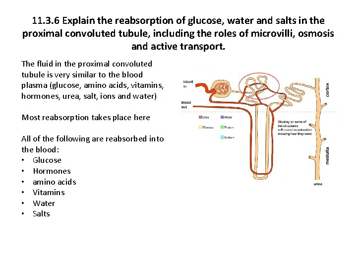 11. 3. 6 Explain the reabsorption of glucose, water and salts in the proximal