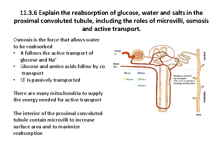 11. 3. 6 Explain the reabsorption of glucose, water and salts in the proximal