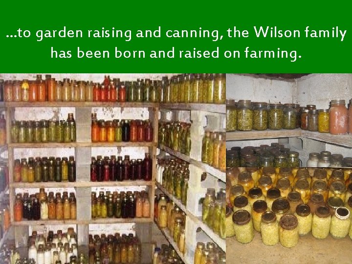 …to garden raising and canning, the Wilson family has been born and raised on