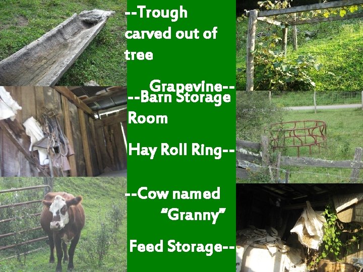 --Trough carved out of tree Grapevine---Barn Storage Room Hay Roll Ring---Cow named “Granny” Feed