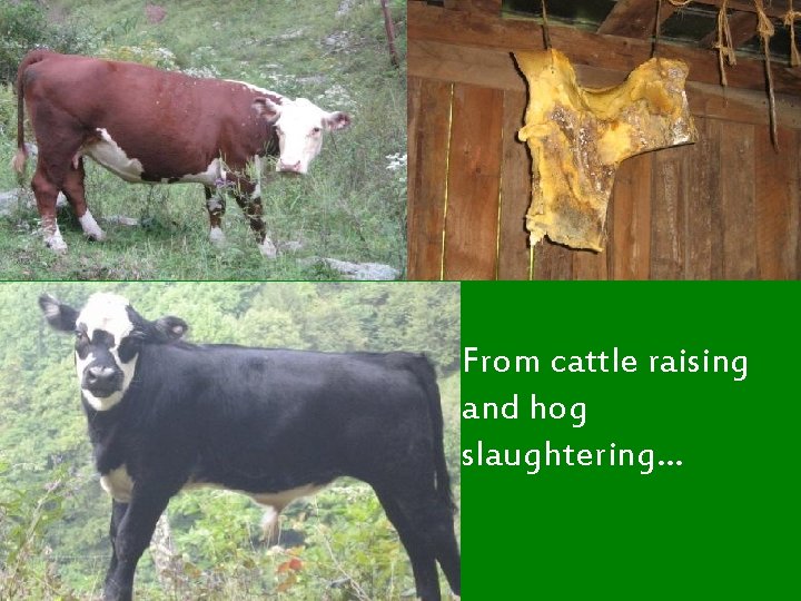 From cattle raising and hog slaughtering… 