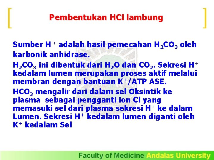 Pembentukan HCl lambung Sumber H + adalah hasil pemecahan H 2 CO 3 oleh