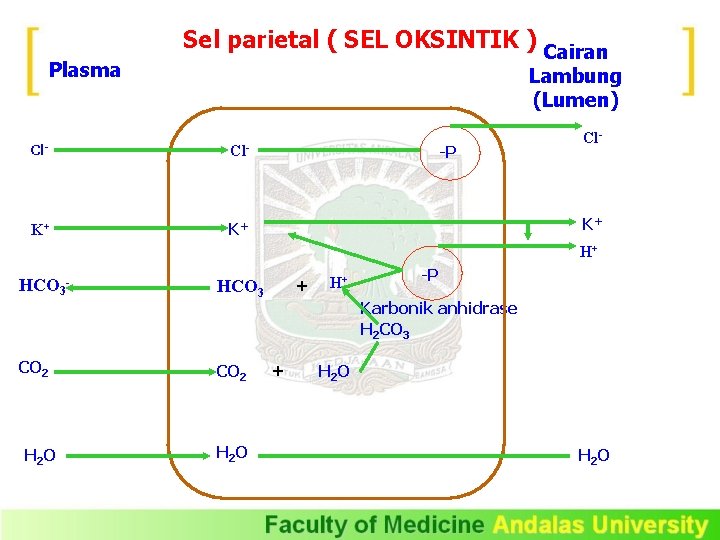 Plasma Sel parietal ( SEL OKSINTIK ) Cairan Lambung (Lumen) Cl- K+ K+ -P