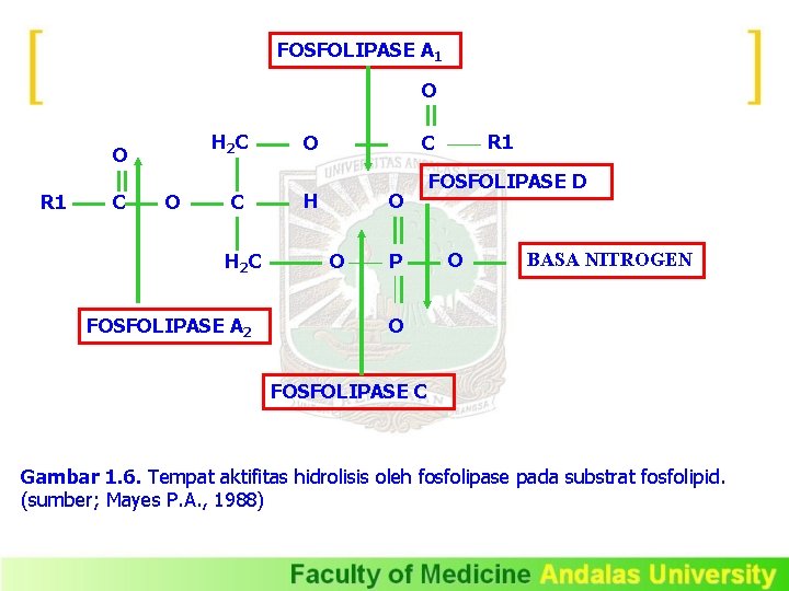 FOSFOLIPASE A 1 O H 2 C O R 1 C O C H