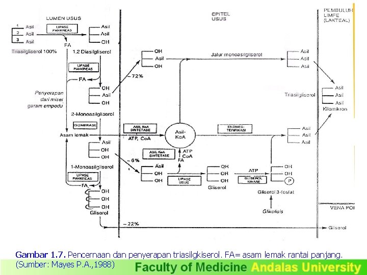 Gambar 1. 7. Pencernaan dan penyerapan triasilgkiserol. FA= asam lemak rantai panjang. (Sumber: Mayes