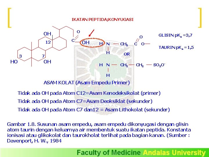 IKATAN PEPTIDA; KONYUGASI O OH 12 3 HO 7 OH C O OH H