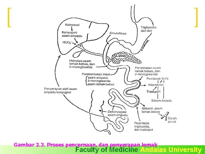 Gambar 2. 3. Proses pencernaan, dan penyerapan lemak 