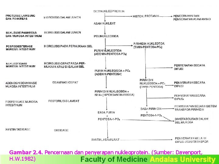 Gambar 2. 4. Pencernaan dan penyerapan nukleoprotein. (Sumber: Davenport, H. W. 1982) 