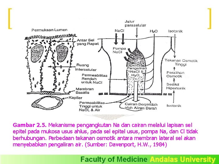 Gambar 2. 5. Mekanisme pengangkutan Na dan cairan melalui lapisan sel epitel pada mukosa