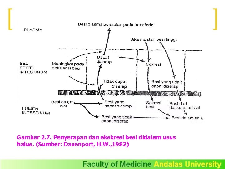 Gambar 2. 7. Penyerapan dan ekskresi besi didalam usus halus. (Sumber: Davenport, H. W.