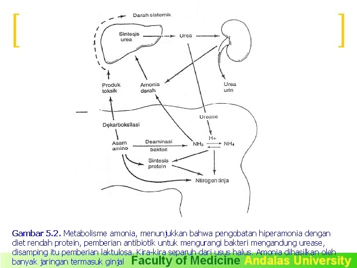 Gambar 5. 2. Metabolisme amonia, menunjukkan bahwa pengobatan hiperamonia dengan diet rendah protein, pemberian