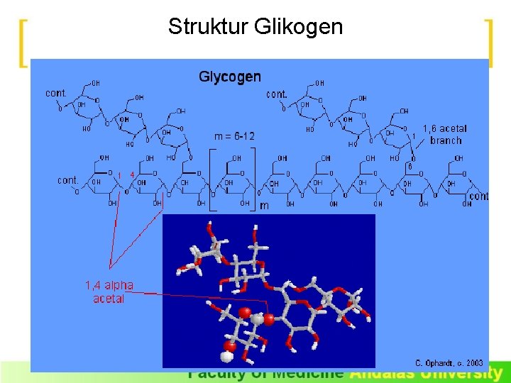 Struktur Glikogen 