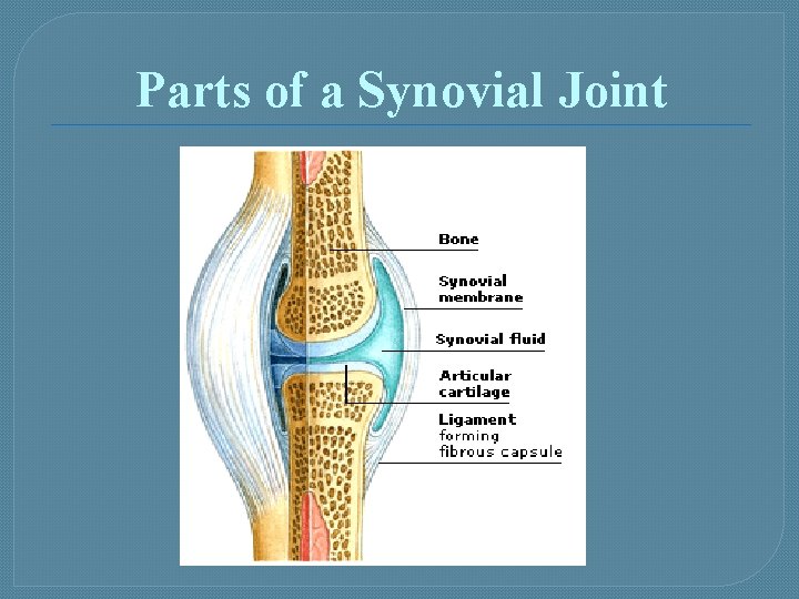 Parts of a Synovial Joint 