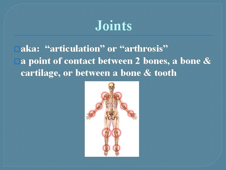 Joints �aka: “articulation” or “arthrosis” �a point of contact between 2 bones, a bone