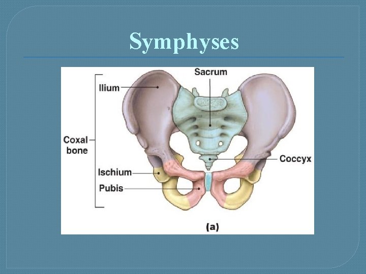 Symphyses 