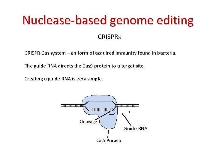 Nuclease-based genome editing CRISPRs CRISPR-Cas system – an form of acquired immunity found in