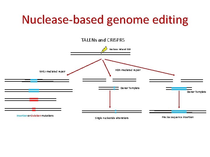 Nuclease-based genome editing TALENs and CRISPRS Nuclease-induced DSB NHEJ-mediated repair HDR-mediated repair Donor Template