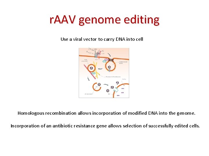 r. AAV genome editing Use a viral vector to carry DNA into cell Homologous