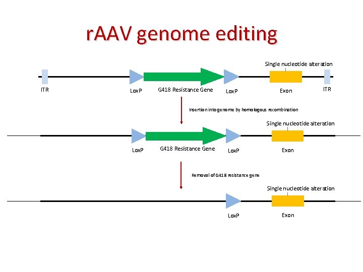 r. AAV genome editing Single nucleotide alteration ITR Lox. P G 418 Resistance Gene