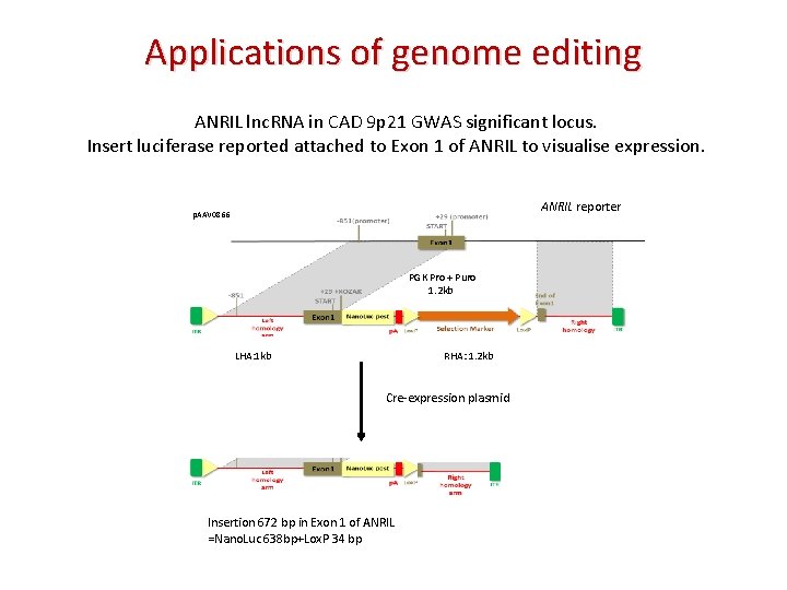 Applications of genome editing ANRIL lnc. RNA in CAD 9 p 21 GWAS significant