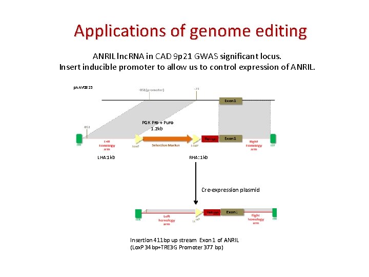 Applications of genome editing ANRIL lnc. RNA in CAD 9 p 21 GWAS significant