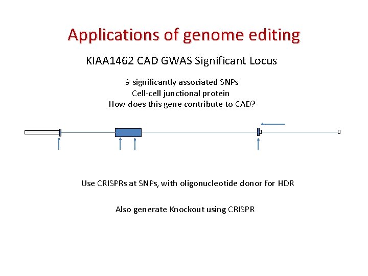 Applications of genome editing KIAA 1462 CAD GWAS Significant Locus 9 significantly associated SNPs