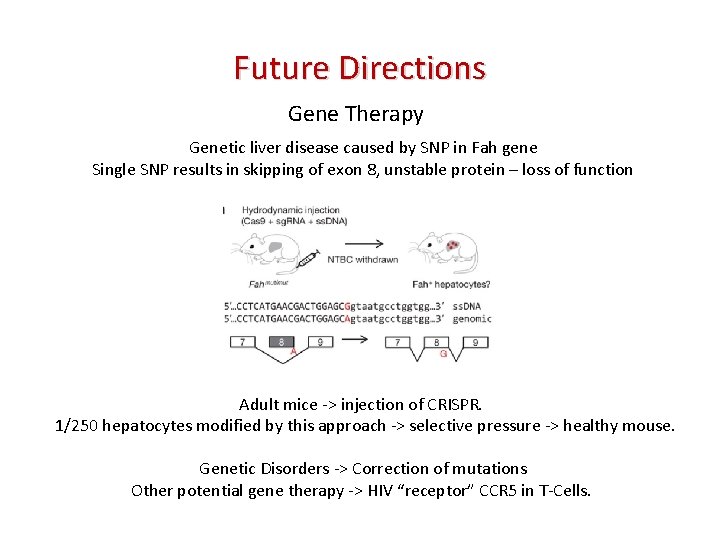 Future Directions Gene Therapy Genetic liver disease caused by SNP in Fah gene Single