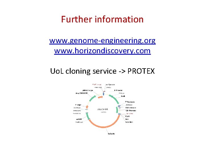 Further information www. genome-engineering. org www. horizondiscovery. com Uo. L cloning service -> PROTEX