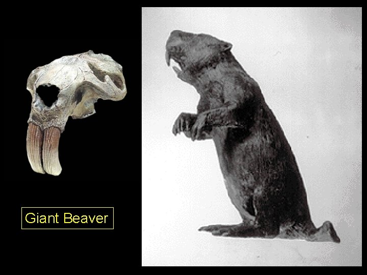 Giant Beaver Giant Beaver