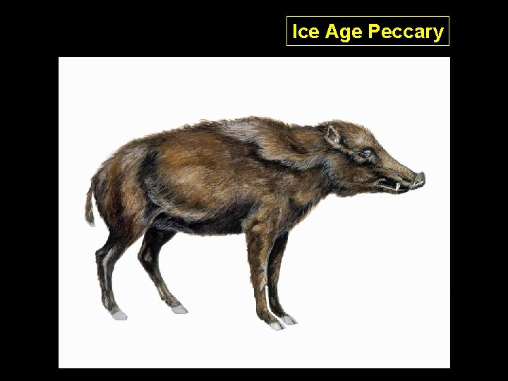 Ice Age Peccary Ice Age Peccary
