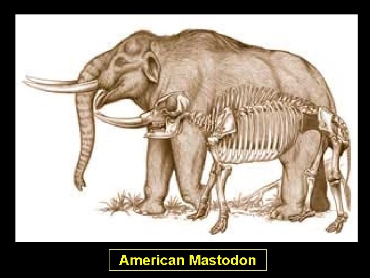 American Mastodon American Mastodon